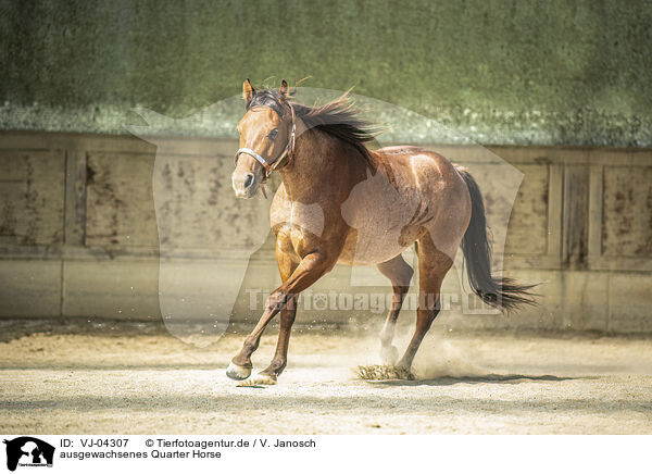 ausgewachsenes Quarter Horse / VJ-04307
