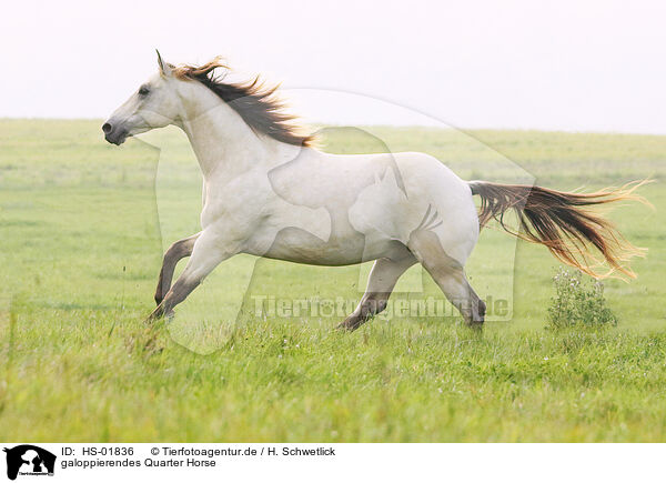 galoppierendes Quarter Horse / HS-01836