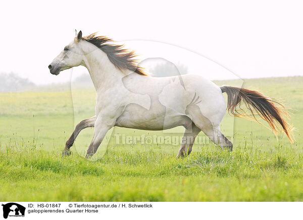 galoppierendes Quarter Horse / HS-01847