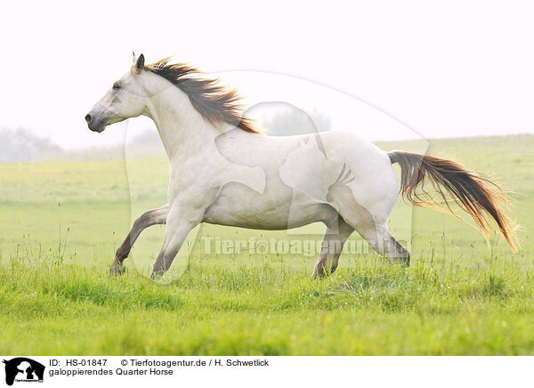 galoppierendes Quarter Horse / galloping Quarter Horse / HS-01847