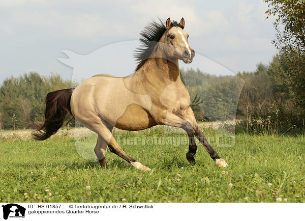 galoppierendes Quarter Horse / HS-01857
