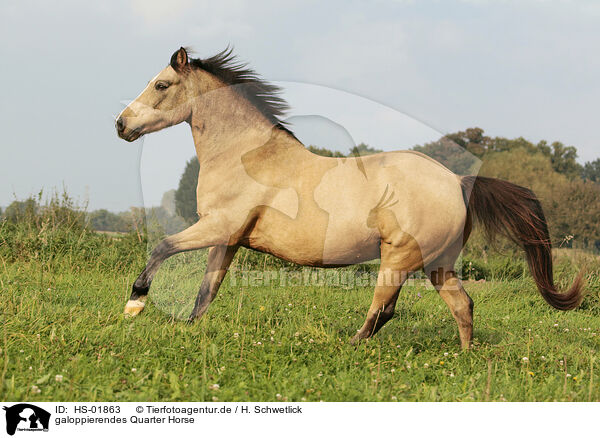 galoppierendes Quarter Horse / HS-01863