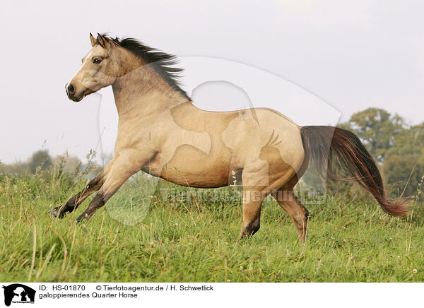 galoppierendes Quarter Horse / HS-01870