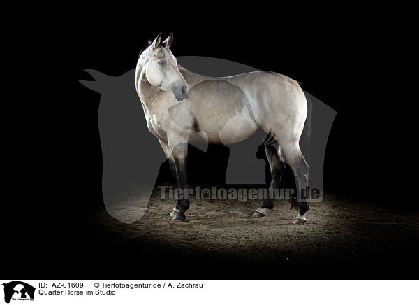 Quarter Horse im Studio / Quarter Horse in studio / AZ-01609