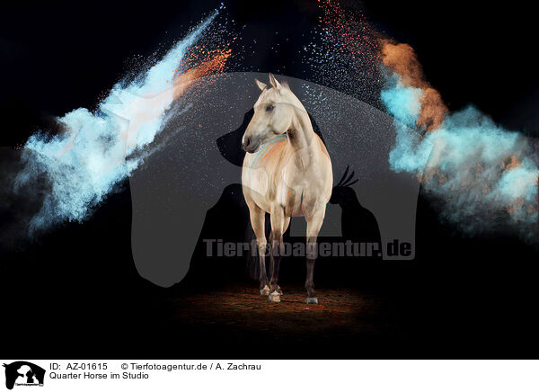 Quarter Horse im Studio / AZ-01615