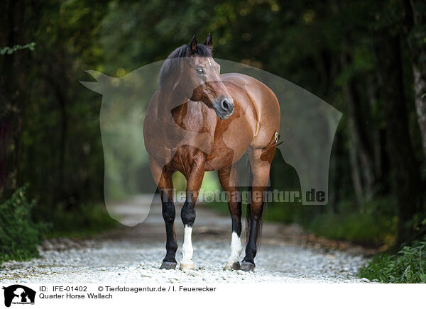 Quarter Horse Wallach / IFE-01402