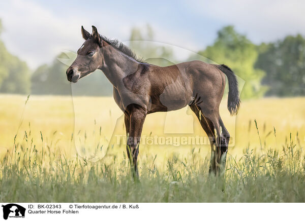Quarter Horse Fohlen / BK-02343