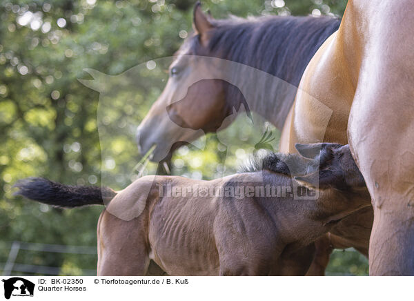 Quarter Horses / Quarter Horses / BK-02350