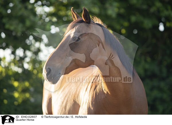 Quarter Horse / Quarter Horse / EHO-02607