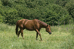 laufendes Quarter Horse