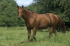 laufendes Quarter Horse