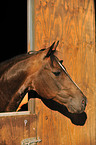 Quarter Horse Portrait