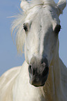 Quarter Horse Portrait