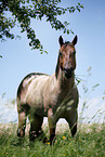 stehendes Quarter Horse