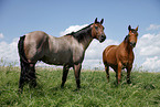 Quarter Horse und Trakehner