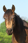 Quarter Horse Portrait