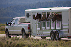 Quarter Horses im Transporter