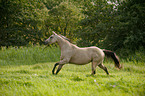 galoppierendes Quarter Horse