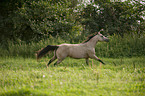 galoppierendes Quarter Horse