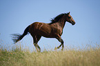 galoppierendes Quarter Horse