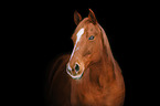 Quarter Horse  Portrait