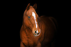 Quarter Horse  Portrait