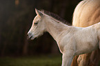 Quarter Horse Fohlen mit Mutter