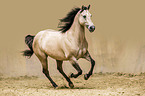 galoppierendes Quarter Horse