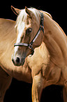 Quarter Horse Portrait