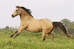 galoppierendes Quarter Horse