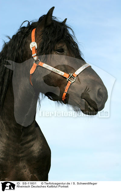 Rheinisch Deutsches Kaltblut Portrait / cart horse portrait / SS-11601