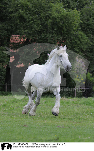 trabendes Rheinisch Deutsches Kaltblut / trotting coldblood / AP-06409