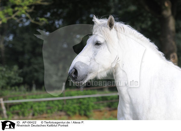 Rheinisch Deutsches Kaltblut Portrait / coldblood portrait / AP-06422