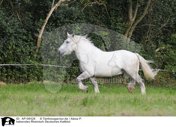 trabendes Rheinisch Deutsches Kaltblut / trotting coldblood / AP-06426