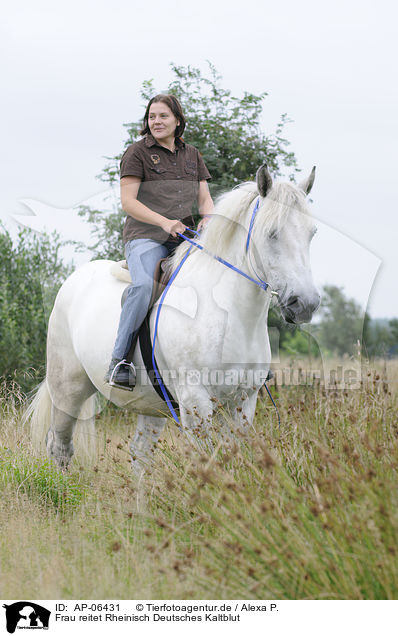 Frau reitet Rheinisch Deutsches Kaltblut / woman rides coldblood / AP-06431