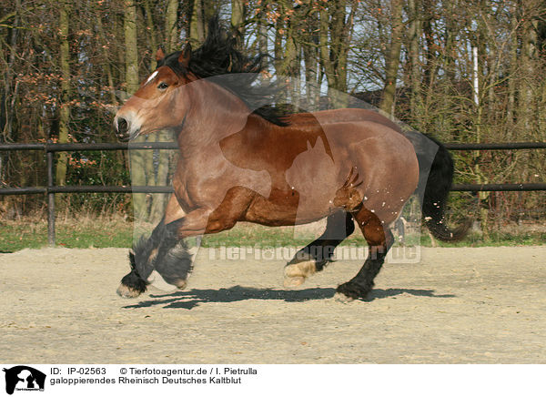 galoppierendes Rheinisch Deutsches Kaltblut / galloping coldblood / IP-02563
