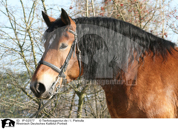 Rheinisch Deutsches Kaltblut Portrait / coldblood portrait / IP-02577