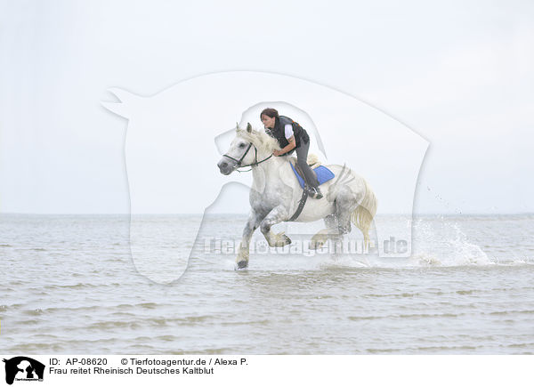 Frau reitet Rheinisch Deutsches Kaltblut / woman rides coldblood / AP-08620