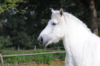 Rheinisch Deutsches Kaltblut Portrait