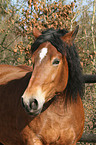 Rheinisch Deutsches Kaltblut Portrait