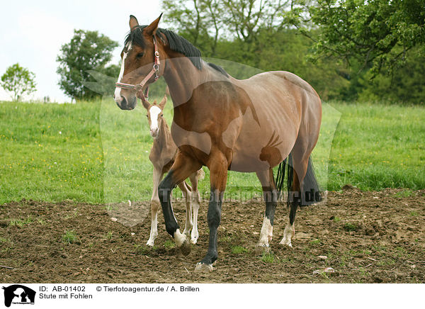 Stute mit Fohlen / mare with foal / AB-01402