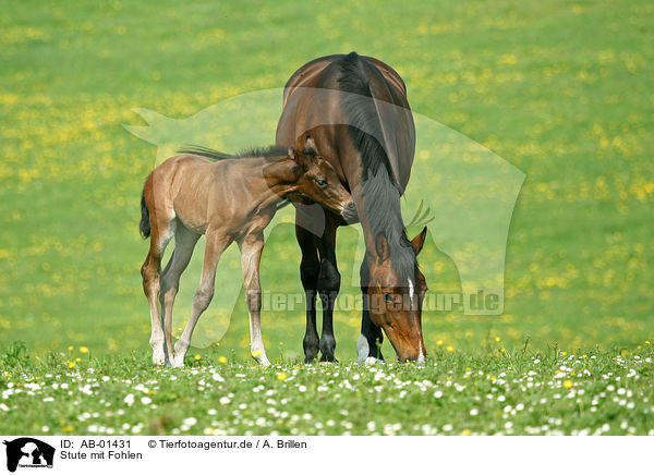 Stute mit Fohlen / mare with foal / AB-01431