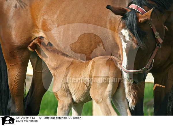 Stute mit Fohlen / mare with foal / AB-01443