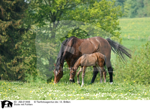 Stute mit Fohlen / mare with foal / AB-01466