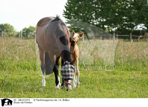 Stute mit Fohlen / mare with foal / AB-01474