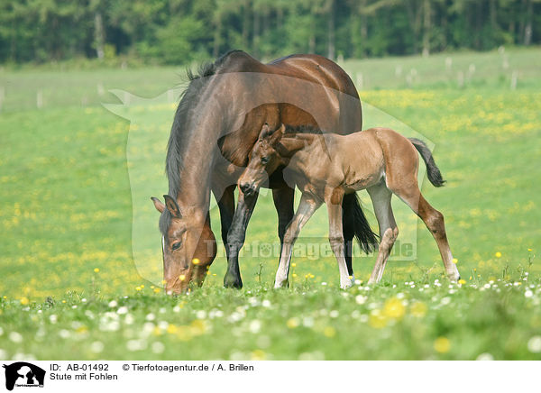 Stute mit Fohlen / mare with foal / AB-01492