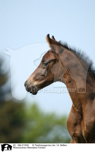 Rheinisches Warmblut Fohlen / foal / AB-01506