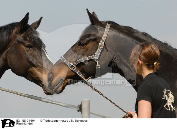 Rheinlnder / horses / NS-01464