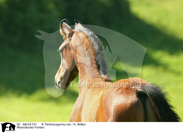 Rheinlnder Fohlen / foal / AB-02151