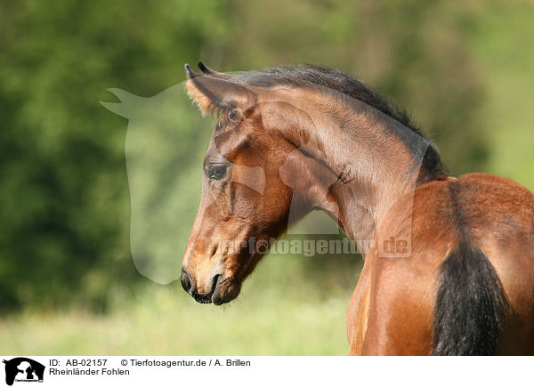 Rheinlnder Fohlen / foal / AB-02157